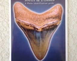 Fossilized Shark’s Teeth and Fossils Book